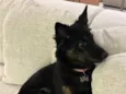 Nala 