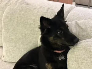 Cachorro raça SRD-ViraLata idade 1 ano nome Nala 