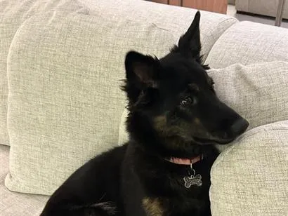 Cachorro raça SRD-ViraLata idade 1 ano nome Nala 
