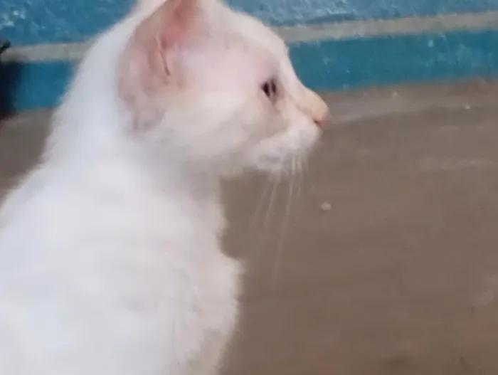 Gato raça SRD-ViraLata idade 2 a 6 meses nome thor