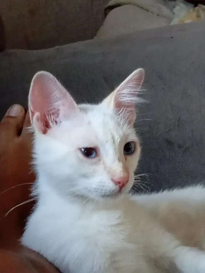 Gato raça SRD-ViraLata idade 2 a 6 meses nome thor