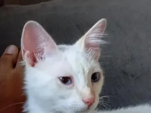 Gato raça SRD-ViraLata idade 2 a 6 meses nome thor