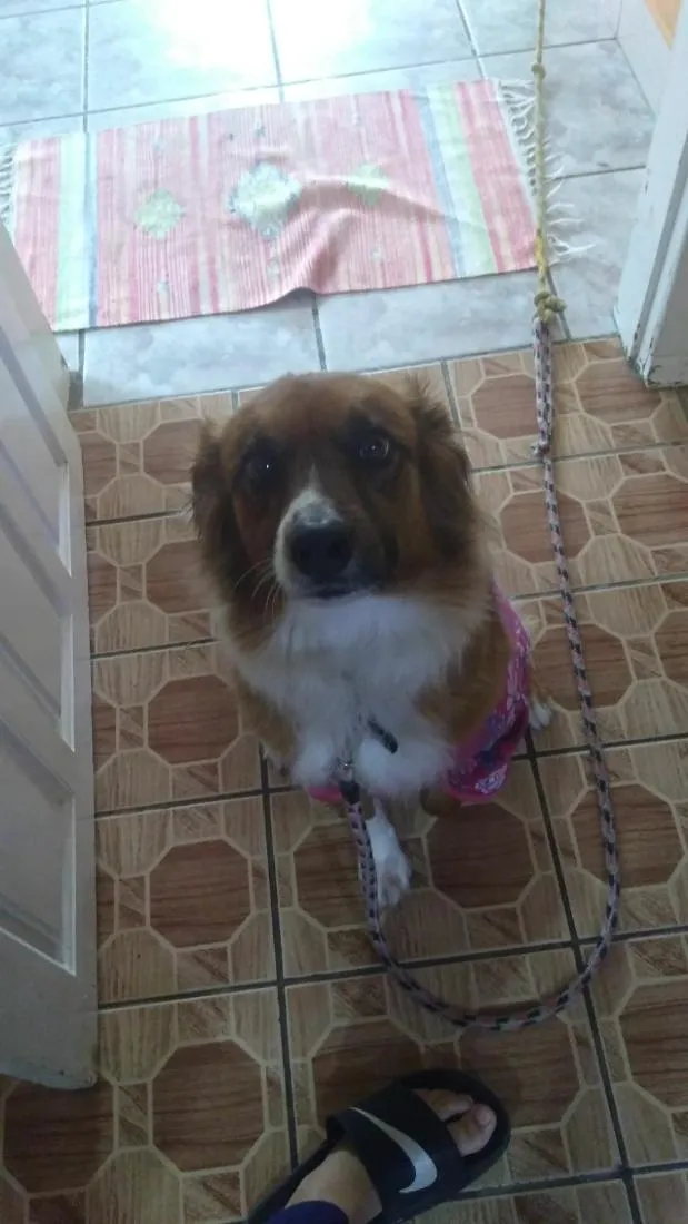 Cachorro raça SRD-ViraLata idade 6 ou mais anos nome mily