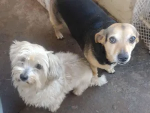 Cachorro raça SRD-ViraLata idade 6 ou mais anos nome Jully e nina 