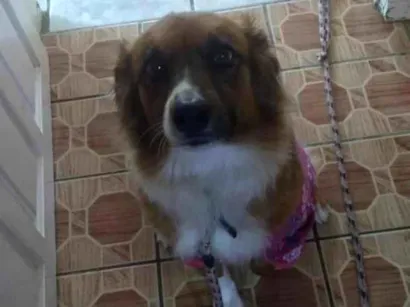 Cachorro raça SRD-ViraLata idade 6 ou mais anos nome mily