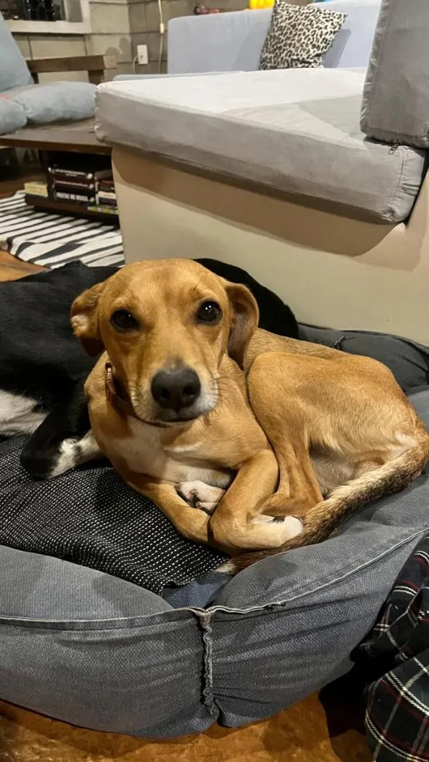 Cachorro raça SRD-ViraLata idade 1 ano nome Fauna