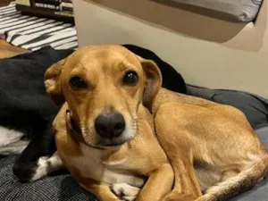 Cachorro raça SRD-ViraLata idade 1 ano nome Fauna