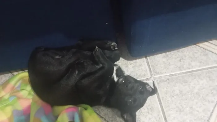 Cachorro raça SRD-ViraLata idade 2 a 6 meses nome banguela 