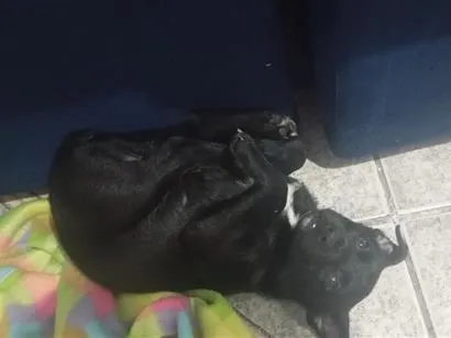Cachorro raça SRD-ViraLata idade 2 a 6 meses nome banguela 