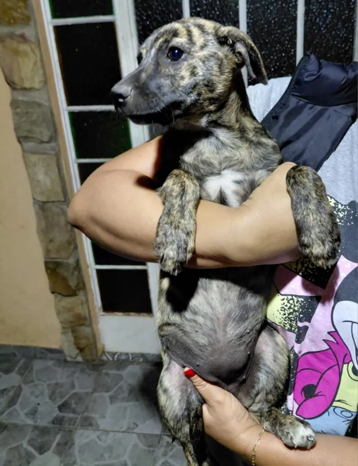 Cachorro raça SRD-ViraLata idade 2 a 6 meses nome não tem nome definido 