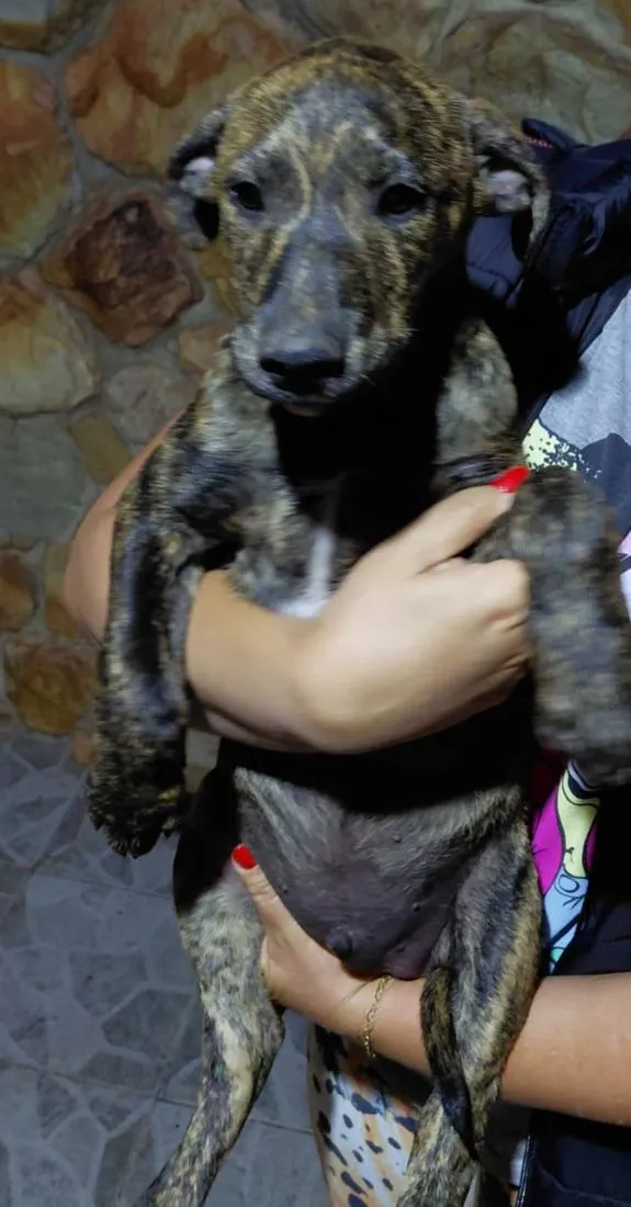 Cachorro raça SRD-ViraLata idade 2 a 6 meses nome não tem nome definido 