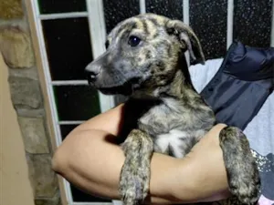 Cachorro raça SRD-ViraLata idade 2 a 6 meses nome não tem nome definido 