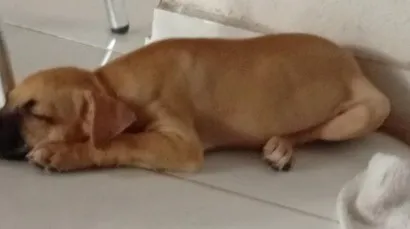 Cachorro raça SRD-ViraLata idade 2 a 6 meses nome Cloe 
