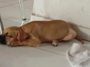 Cachorro raça SRD-ViraLata idade 2 a 6 meses nome Cloe 