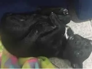 Cachorro raça SRD-ViraLata idade 2 a 6 meses nome banguela 