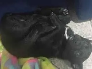 Cachorro raça SRD-ViraLata idade 2 a 6 meses nome banguela 