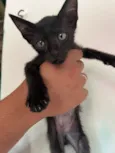 Gato 1