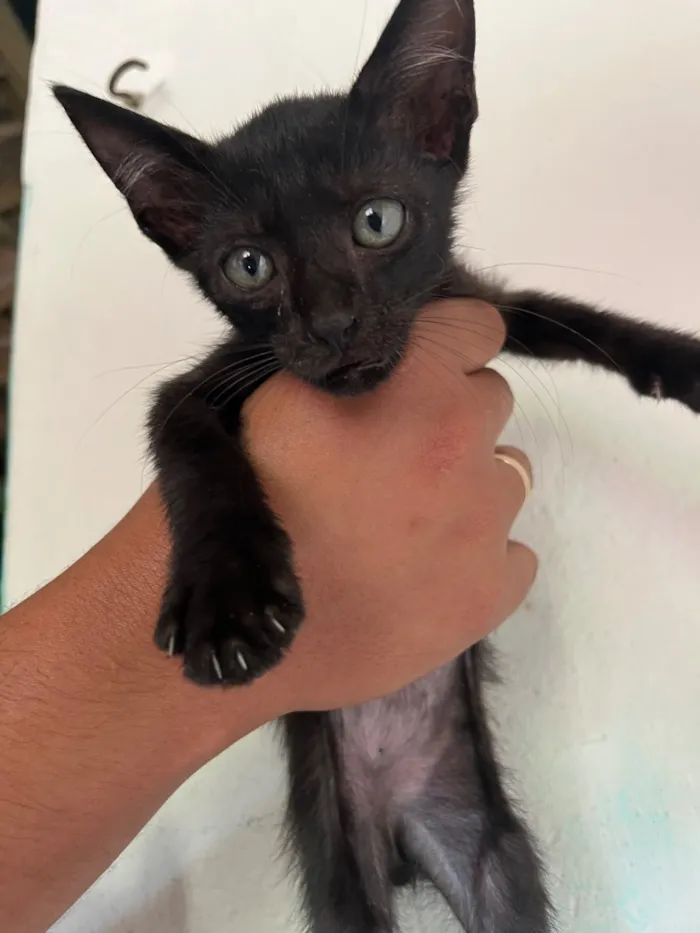 Gato raça SRD-ViraLata idade Abaixo de 2 meses nome Gato 1