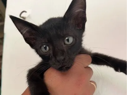 Gato raça SRD-ViraLata idade Abaixo de 2 meses nome Gato 1