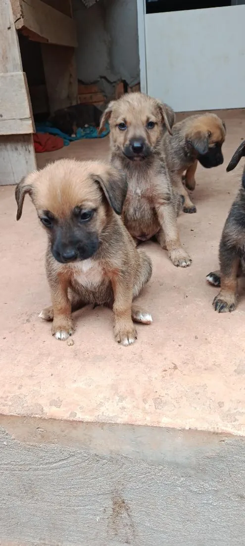 Cachorro raça SRD-ViraLata idade Abaixo de 2 meses nome sem nome