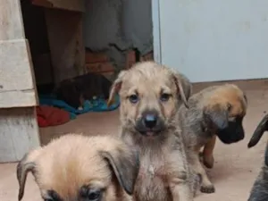 Cachorro raça SRD-ViraLata idade Abaixo de 2 meses nome sem nome