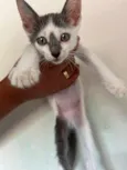 Gato 2