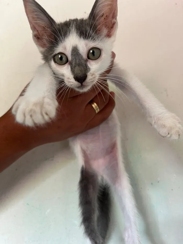 Gato raça SRD-ViraLata idade 2 a 6 meses nome Gato 2