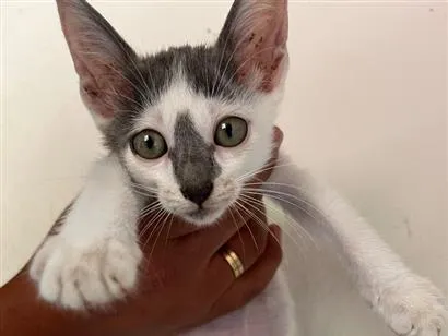 Gato raça SRD-ViraLata idade 2 a 6 meses nome Gato 2