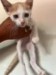 Gato 3 4 e 5