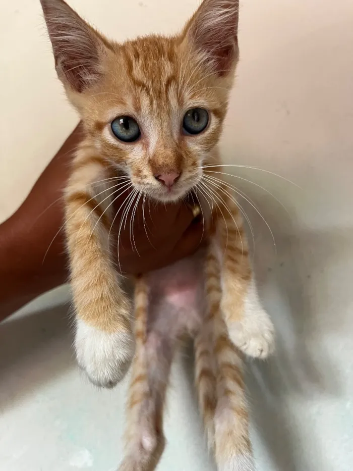 Gato raça SRD-ViraLata idade Abaixo de 2 meses nome Gato 3 4 e 5