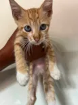 Gato 3 4 e 5