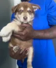 Alvin