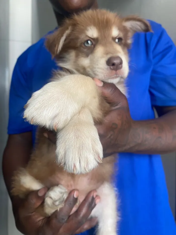 Cachorro raça SRD-ViraLata idade 2 a 6 meses nome Alvin