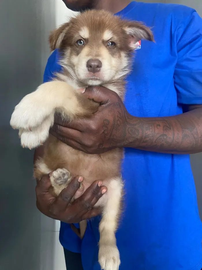 Cachorro raça SRD-ViraLata idade 2 a 6 meses nome Alvin