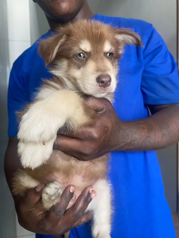 Cachorro raça SRD-ViraLata idade 2 a 6 meses nome Alvin