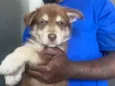 Alvin