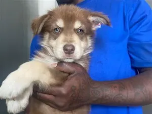 Cachorro raça SRD-ViraLata idade 2 a 6 meses nome Alvin