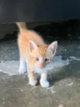 Gato 3 4 e 5