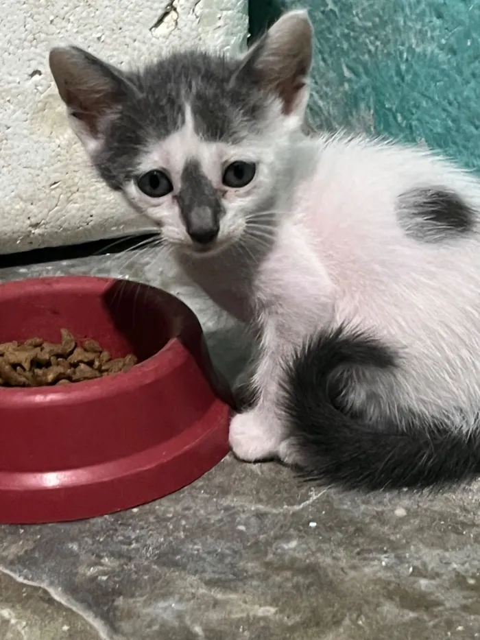 Gato raça SRD-ViraLata idade Abaixo de 2 meses nome Gato 3 4 e 5