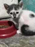 Gato 3 4 e 5
