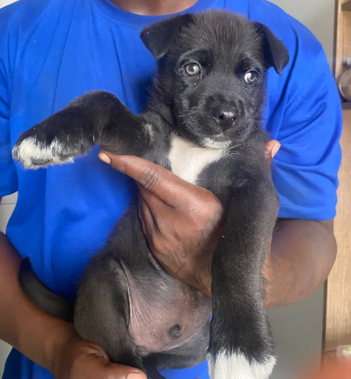 Cachorro raça SRD-ViraLata idade 2 a 6 meses nome Nick