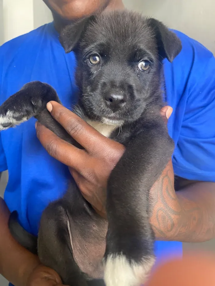 Cachorro raça SRD-ViraLata idade 2 a 6 meses nome Nick