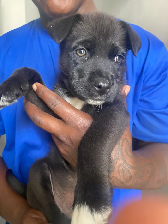 Cachorro raça SRD-ViraLata idade 2 a 6 meses nome Nick