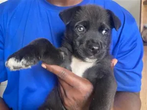 Cachorro raça SRD-ViraLata idade 2 a 6 meses nome Nick