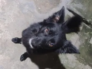 Cachorro raça SRD-ViraLata idade 2 anos nome Dom