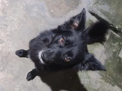 Cachorro raça SRD-ViraLata idade 2 anos nome Dom