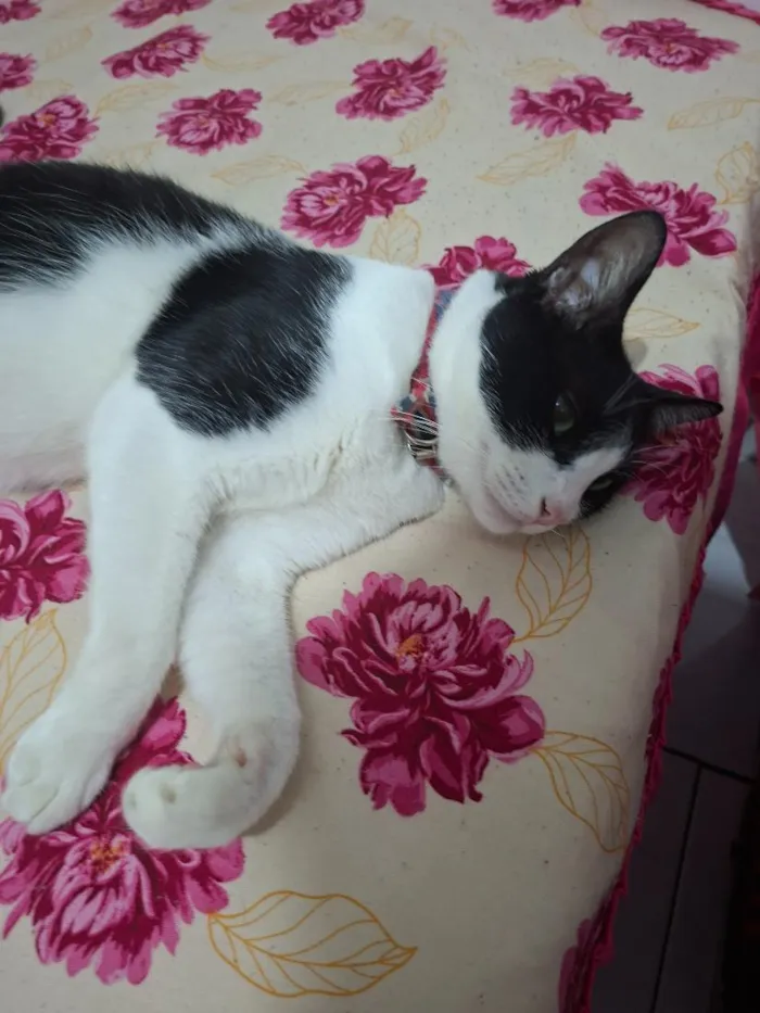 Gato raça SRD-ViraLata idade 1 ano nome príncipe 