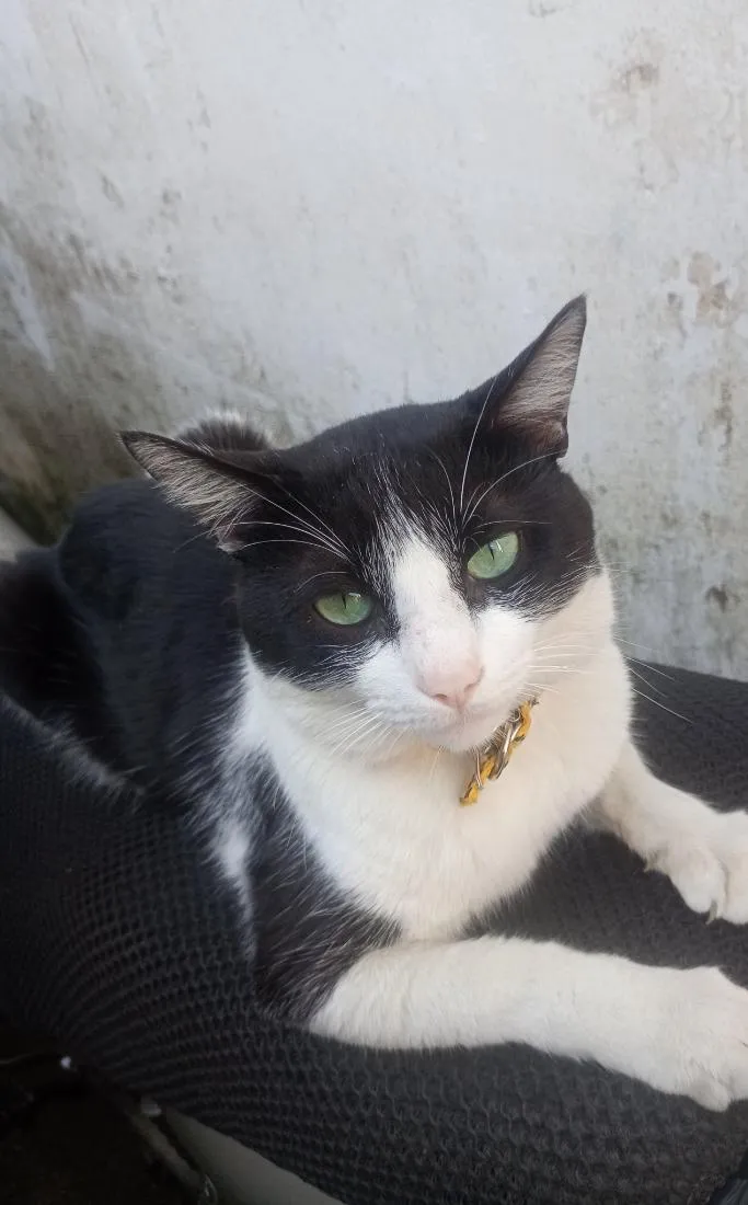 Gato raça SRD-ViraLata idade 1 ano nome príncipe 