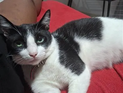 Gato raça SRD-ViraLata idade 1 ano nome príncipe 