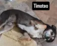 Timoteo
